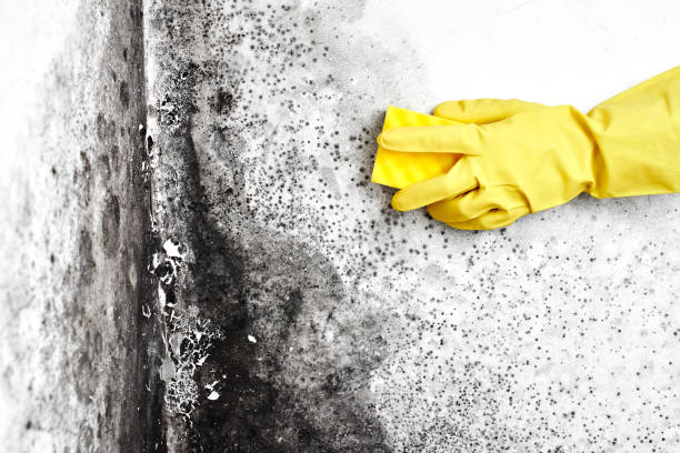 Best Commercial Mold Remediation in Big Pine, CA