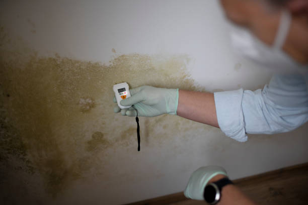Best White Mold Remediation in Big Pine, CA