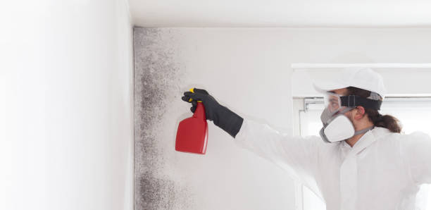 Best Attic Mold Remediation in Big Pine, CA