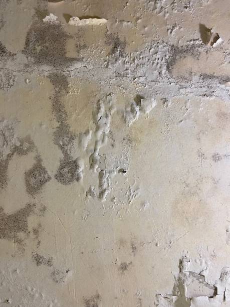 Best Mold Testing and Inspection Services in Big Pine, CA