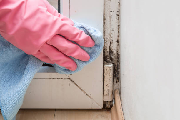 Best Localized Mold Remediation (e.g., coastal areas, humid climates) in Big Pine, CA
