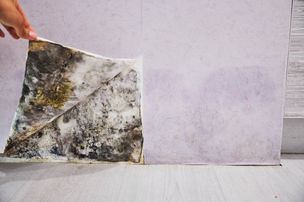 Best Kitchen Mold Remediation in Big Pine, CA